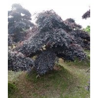 供應綠化工程高檔景觀樹造型紅花繼 造型小葉女貞 造型羅漢松 造