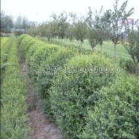 60-150公分火棘球的最新報價表