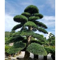 漳州三角梅價格&精品小葉榕樁頭（造型羅漢松盆景）2018行情