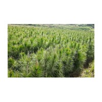 武漢濕地松價格供應(yīng)量大
