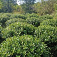 供應(yīng)無刺構(gòu)骨球