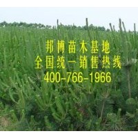 供應(yīng)莒南三年生黑松樹(shù)苗