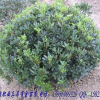 海桐球冠幅：50----150 量大 急售