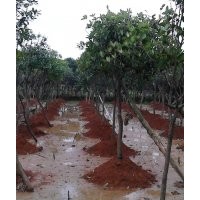 大量金花茶樹提供