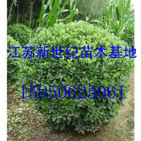 供應(yīng)冬青球價(jià)格 大葉黃楊球價(jià)格