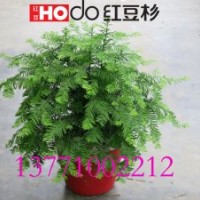 紅豆杉盆景 愛情象征 七夕相思節(jié)最佳禮物