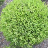 朝鮮小葉黃楊球