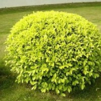 大葉黃楊球，羅漢松球，金葉女貞球，龍柏球，大葉梔子球，含笑球