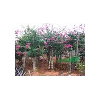 湖南紅花紫薇 嫁接紅花紫薇樹(shù)