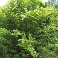 供應(yīng)金葉女貞球