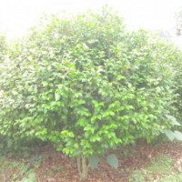 10幾年的地栽茶花低價(jià)銷售