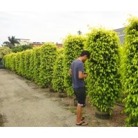 黃金榕柱垂榕柱