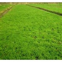 供應(yīng)垂盆草連翹，迎春、火棘，石楠，海桐、金葉女貞,小葉女貞，