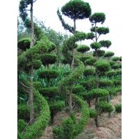 萊州信合園藝供應(yīng)虬龍?jiān)煨妄埌?/></a>
<div><a href=