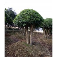 全國批發(fā)12公分造型羅漢松 50公分造型紫薇 嫁接紫薇 嫁接茶花 嫁