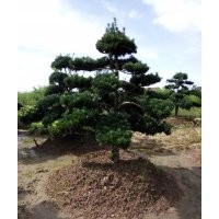 無中介大型造型景觀樹基地優(yōu)惠出售 紅花繼木 小葉女貞 欏木石楠