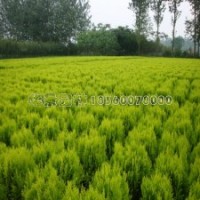 灑金柏球基地50-150公分的報價及現(xiàn)場圖片