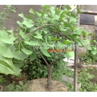 出售銀杏樹盆景