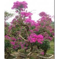 福建三角梅供應