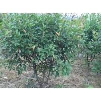 急售紅葉石楠球