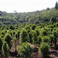 供紅豆杉盆景樹