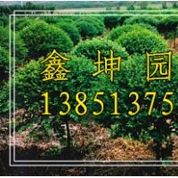 江蘇火棘球價格 江蘇火棘價格