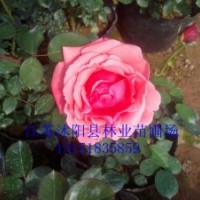 銷售：月季、黃楊球、紅葉小檗、紅葉石楠、金森女貞