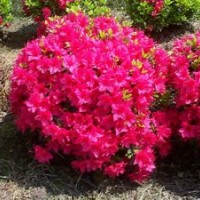 湖南杜鵑價(jià)格，湖南春鵑價(jià)格，杜鵑球價(jià)格，杜鵑小苗價(jià)格