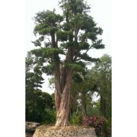 供應(yīng)羅漢松