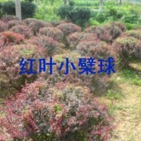江蘇紫葉小檗球價格、江蘇紫葉小檗球供應(yīng)、紫葉小檗球發(fā)往山東、
