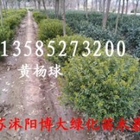 黃楊球、龍柏球、冬青球、火棘球，紅葉石楠球,龜甲冬青球