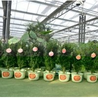 黑格斯紅豆杉盆景