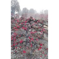 供應(yīng)成都貼梗海棠盆景（掉拐、三彎九倒拐等）