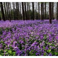 供應(yīng)二月蘭