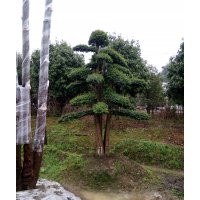 求購湖南紅花繼木造型樹 瀏陽小葉女貞造型樹 欏木石楠造型樹 赤