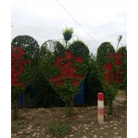 供小葉女貞球，黃楊球，衛(wèi)矛球，金葉榆球，丁香球