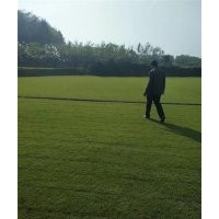 草坪,金氏苗木,馬尼拉草坪