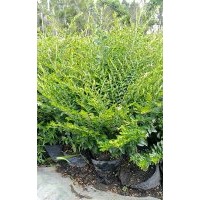 七斤袋滿天星花