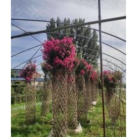 紫薇花柱編織模具 紫薇造型綠化