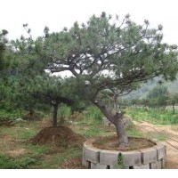 苗木基地供應大型油松 景觀松 盆景