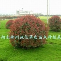 綠化苗木 工程苗 紅葉石楠球 批發(fā)紅葉石楠球 自產(chǎn)自銷(xiāo)