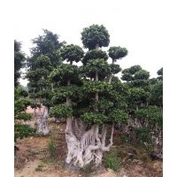 小葉榕，造型榕，景觀榕樹
