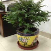 紅豆杉，專家稱“健康樹(shù)”