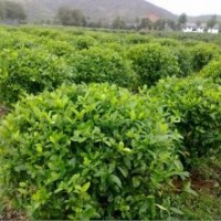 含笑球，小葉女貞球，大葉梔子球，海桐球，四季青球，四季桂花球