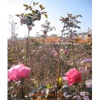 供應(yīng)2-3年豐花月季