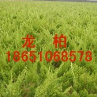 江蘇龍柏球供應(yīng)、江蘇龍柏球便宜、江蘇哪里龍柏球多、江蘇賣龍柏