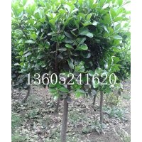 2-5公分獨桿大葉黃楊球