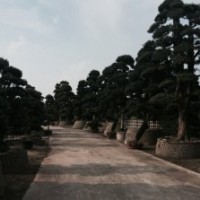 25公分造型羅漢松49900元,【熱賣】優(yōu)價批發(fā)!