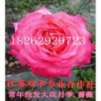 江蘇大花嫁接月季花價(jià)格