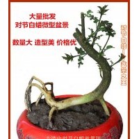 批發(fā)供應(yīng)對(duì)節(jié)白蠟微型盆景